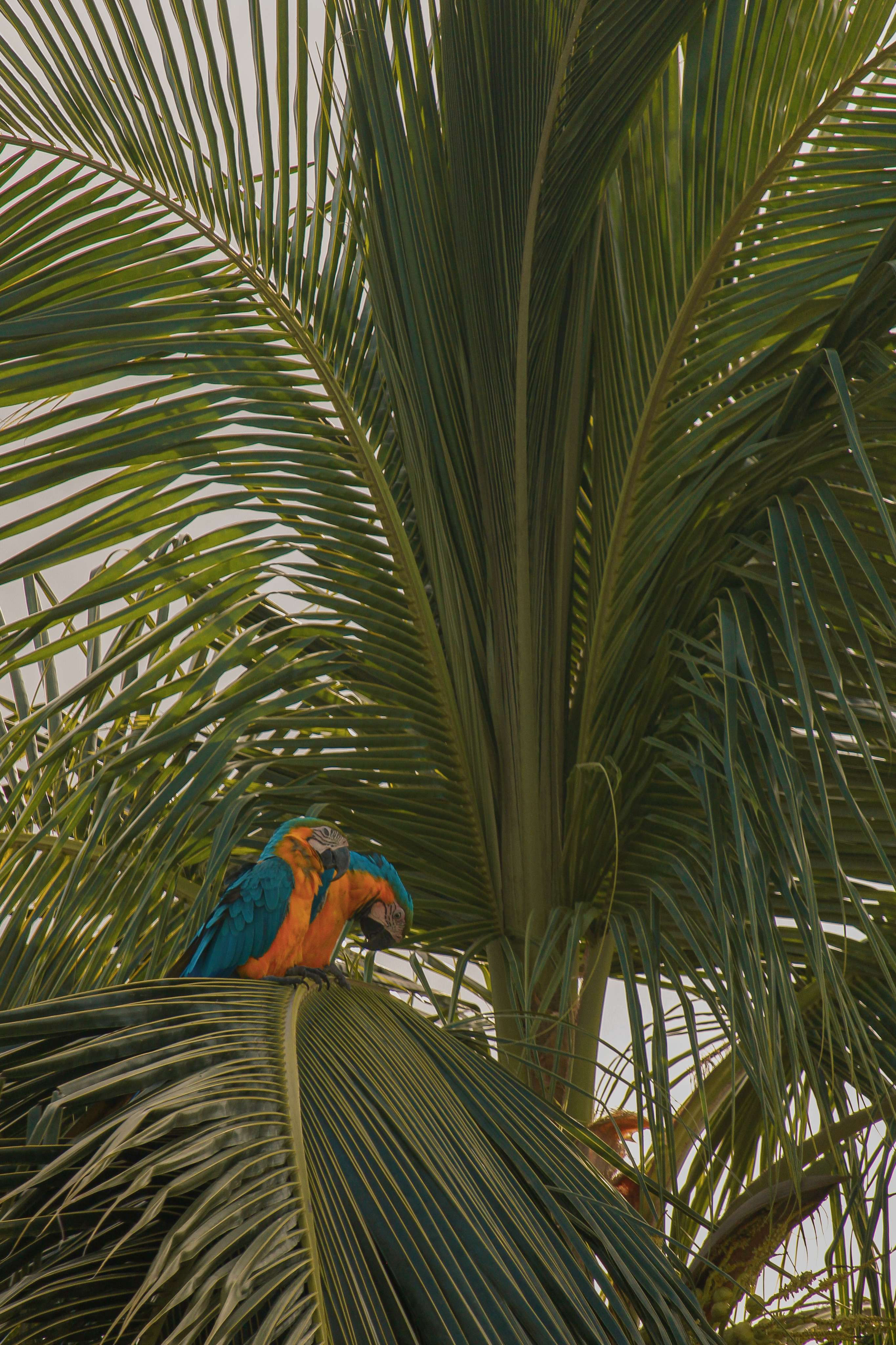 Two birds in a Palm tree